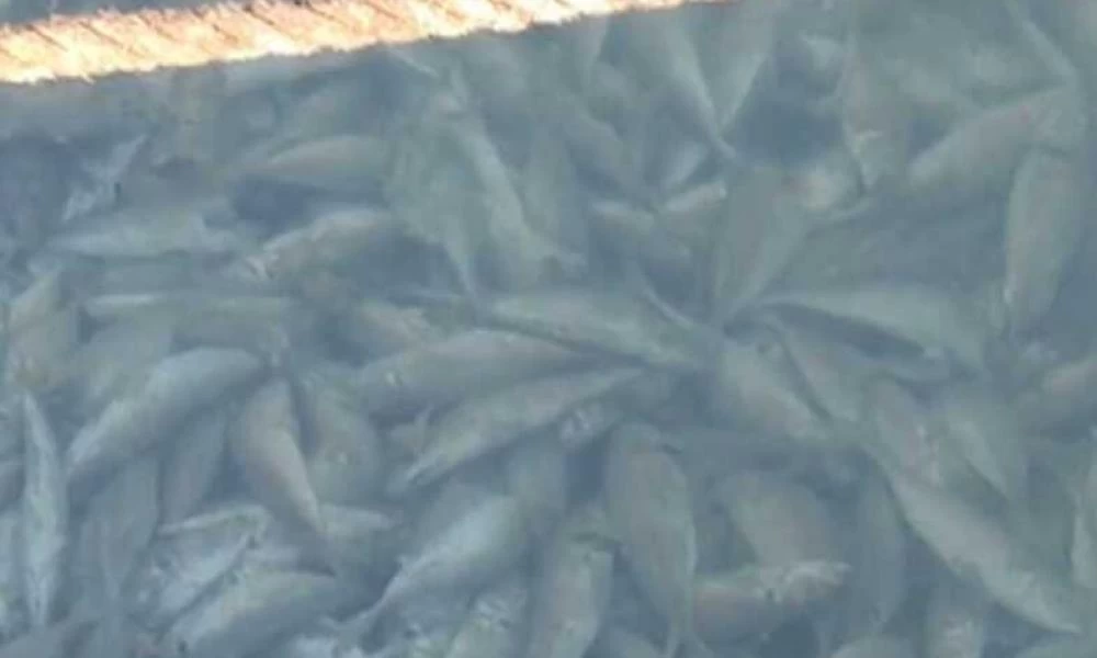 Γέμισε νεκρά ψάρια η Κόρινθος: Βίντεο από το παράξενο θέαμα